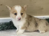 Pepper, a male Pembroke Welsh Corgi for sale in Fennimore, WI – Photo 7 of 9