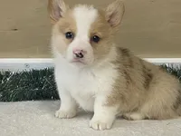 Pepper, a male Pembroke Welsh Corgi for sale in Fennimore, WI – Photo 9 of 9