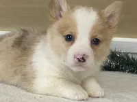 Pepper, a male Pembroke Welsh Corgi for sale in Fennimore, WI – Photo 5 of 9