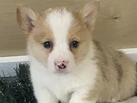 Pepper, a male Pembroke Welsh Corgi for sale in Fennimore, WI – Photo 6 of 9