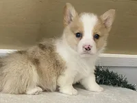 Pepper, a male Pembroke Welsh Corgi for sale in Fennimore, WI – Photo 3 of 9