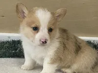 Pepper, a male Pembroke Welsh Corgi for sale in Fennimore, WI – Photo 8 of 9