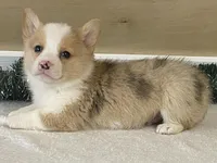 Pepper, a male Pembroke Welsh Corgi for sale in Fennimore, WI – Photo 4 of 9