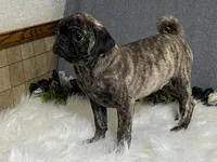 Valery, a female Pug for sale in Fennimore, WI – 2 of 10