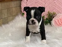 Brianna, a female Boston Terrier for sale in Fennimore, WI – 2 of 10