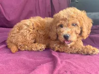 Classy, a female Goldendoodle for sale in Fennimore, WI – 3 of 10