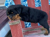 Rocky, a male Rottweiler for sale in Fennimore, WI – 6 of 10