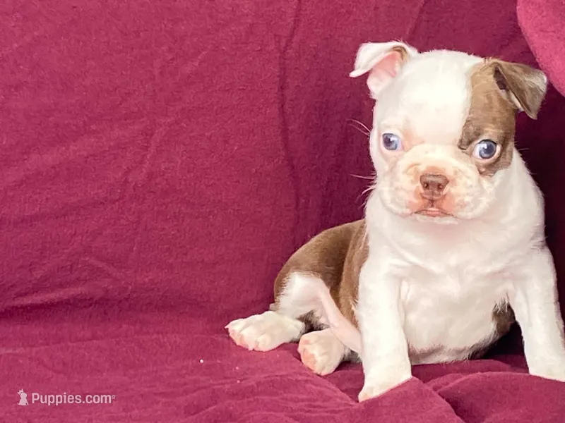 Missy – Boston Terrier puppy for sale in Fennimore, WI
