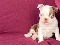 Missy, a female Boston Terrier for sale in Fennimore, WI – 1 of 5