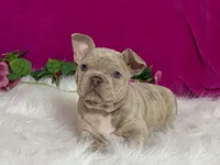 Zelda, a female Frenchton for sale in Fennimore, WI – 5 of 10