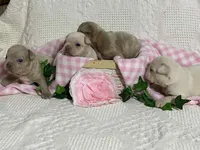 Frenchton, a male Frenchton for sale in Fennimore, WI – Photo 3 of 6