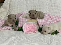 Frenchton, a male Frenchton for sale in Fennimore, WI – Photo 2 of 6