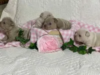 Frenchton, a male Frenchton for sale in Fennimore, WI – Photo 6 of 6