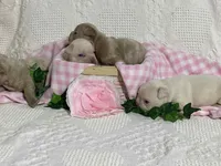 Frenchton, a male Frenchton for sale in Fennimore, WI – Photo 5 of 6