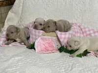 Frenchton, a male Frenchton for sale in Fennimore, WI – Photo 1 of 6