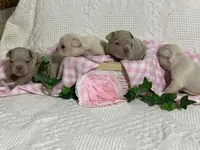 Frenchton, a male Frenchton for sale in Fennimore, WI – Photo 4 of 6