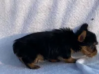 Chandler, a male Yorkshire Terrier for sale in Fennimore, WI – 3 of 10