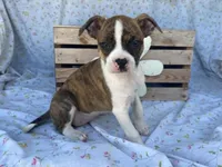 Stripes, a female Boston Terrier and Fox Terrier for sale in Fennimore, WI – 2 of 9