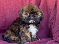 Ribbins, a female Shih Tzu for sale in Fennimore, WI – 3 of 10