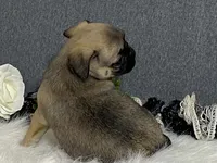Ava, a female Pug for sale in Fennimore, WI – 9 of 10