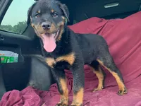 Groucho, a male Rottweiler for sale in Fennimore, WI – 6 of 9