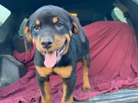 Popey, a male Rottweiler for sale in Fennimore, WI – 7 of 7