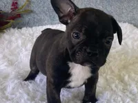 Ronnie, a male Frenchton for sale in Fennimore, WI – 5 of 9