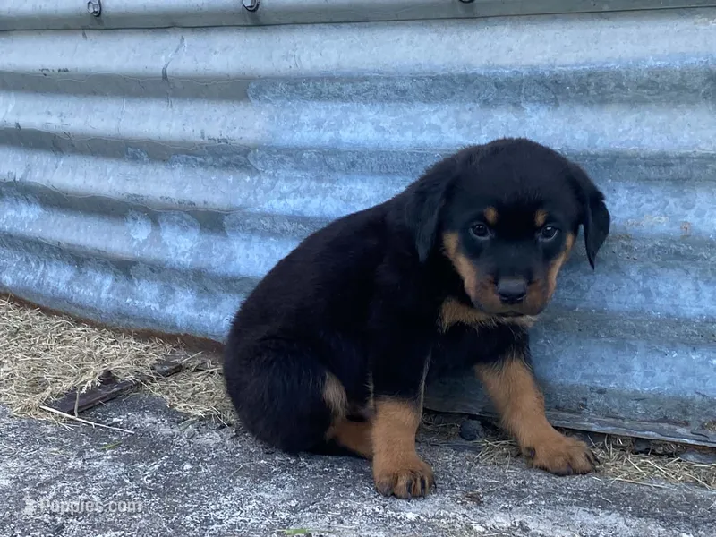 Buck – Rottweiler puppy for sale in Fennimore, WI