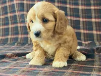 Jasmine, a female Cavachon for sale in Fennimore, WI – 7 of 10