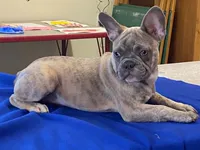Winnie, a female French Bulldog for sale in Fennimore, WI – 3 of 7
