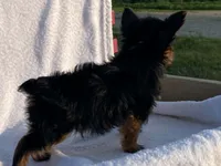 Chad, a male Yorkshire Terrier for sale in Fennimore, WI – 8 of 10