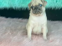 scotchy, a female Pug for sale in Fennimore, WI – 3 of 10