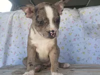Shasta, a female Boston Terrier and Fox Terrier for sale in Fennimore, WI – 2 of 7