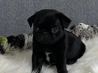 Archie, a male Pug for sale in Fennimore, WI – 9 of 9