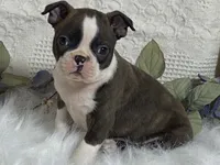 Yolo, a male Boston Terrier for sale in Fennimore, WI – 9 of 10