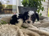 Ricky, a male Cavapoo for sale in Fennimore, WI – 6 of 9