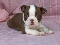 Big Red, a male Boston Terrier for sale in Fennimore, WI – 10 of 10