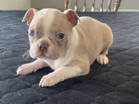 Silly, a female Boston Terrier for sale in Fennimore, WI – Photo 2 of 10