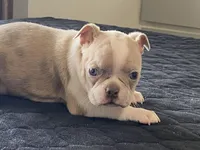 Silly, a female Boston Terrier for sale in Fennimore, WI – Photo 8 of 10