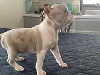 Silly, a female Boston Terrier for sale in Fennimore, WI – Photo 4 of 10