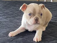 Silly, a female Boston Terrier for sale in Fennimore, WI – Photo 5 of 10