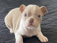 Silly, a female Boston Terrier for sale in Fennimore, WI – Photo 7 of 10