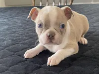 Silly, a female Boston Terrier for sale in Fennimore, WI – Photo 3 of 10