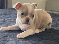 Silly, a female Boston Terrier for sale in Fennimore, WI – Photo 6 of 10