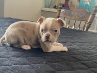 Silly, a female Boston Terrier for sale in Fennimore, WI – Photo 10 of 10