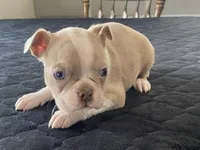 Silly, a female Boston Terrier for sale in Fennimore, WI – Photo 9 of 10