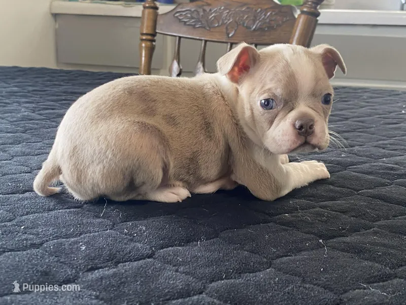 Silly – Boston Terrier puppy for sale in Fennimore, WI