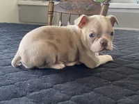 Silly, a female Boston Terrier for sale in Fennimore, WI – Photo 1 of 10