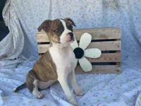 Stripes, a female Boston Terrier and Fox Terrier for sale in Fennimore, WI – 7 of 9
