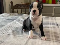 Daisy, a female Boston Terrier for sale in Fennimore, WI – 2 of 10